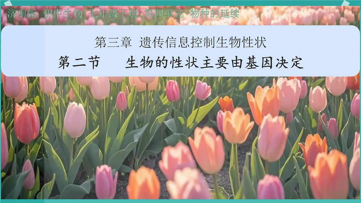 初中 生物 济南版（2024）七年级下册4.3.2  生物的性状主要由基因决定 课件第1页