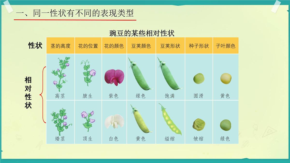 初中 生物 济南版（2024）七年级下册4.3.2  生物的性状主要由基因决定 课件第8页