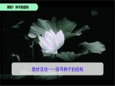 初中 生物 蘇科版（2024）七年級(jí)下冊(cè)5.11.1種子的萌發(fā)+5.11.2植物的生長 課件