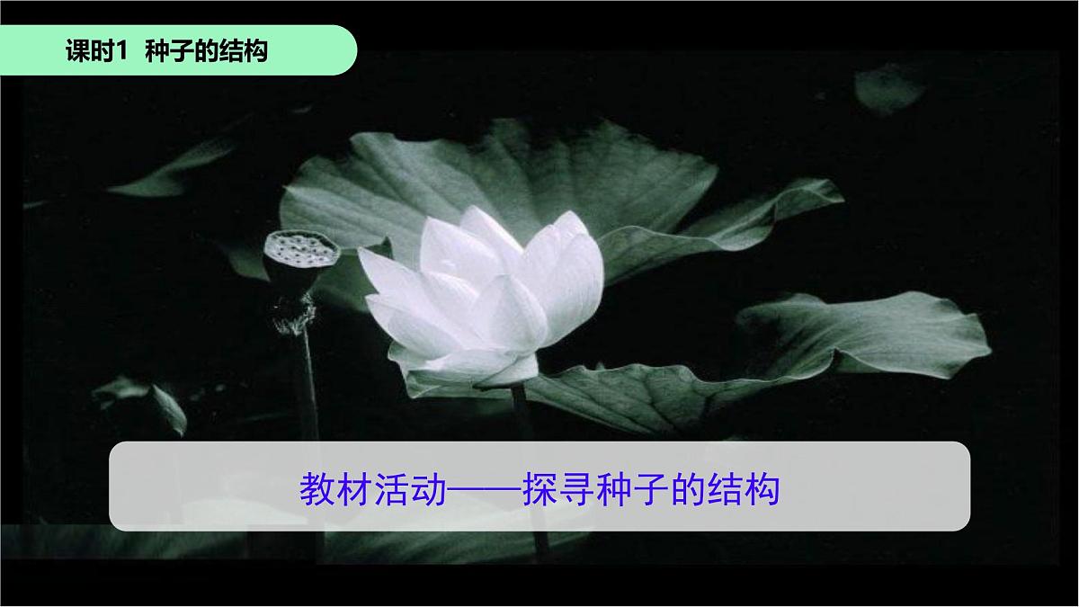 初中 生物 苏科版（2024）七年级下册5.11.1种子的萌发+5.11.2植物的生长 课件第3页