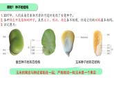 初中 生物 蘇科版（2024）七年級(jí)下冊(cè)5.11.1種子的萌發(fā)+5.11.2植物的生長 課件