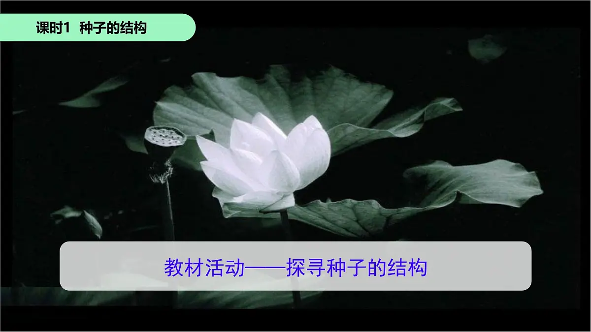 初中 生物 苏科版（2024）七年级下册5.11.1种子的萌发 课件第3页