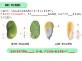 初中 生物 蘇科版（2024）七年級下冊5.11.1種子的萌發(fā) 課件
