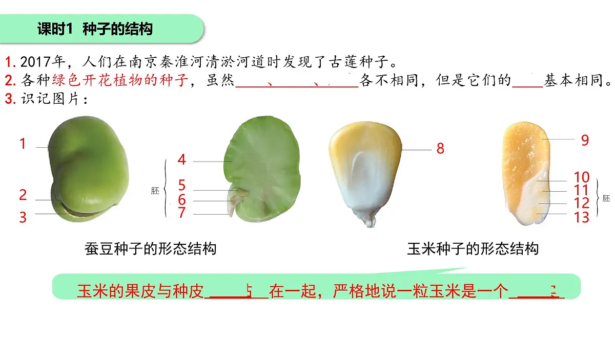 初中 生物 苏科版（2024）七年级下册5.11.1种子的萌发 课件第4页