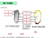 初中 生物 蘇科版（2024）七年級下冊5.11.1種子的萌發(fā) 課件