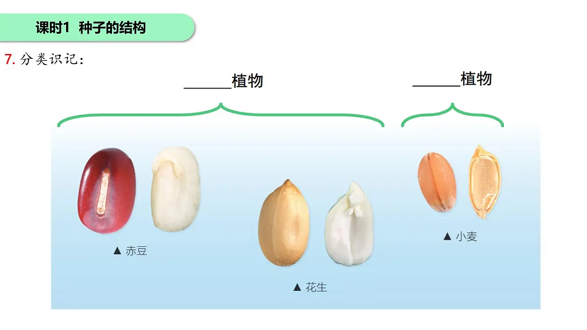 初中 生物 苏科版（2024）七年级下册5.11.1种子的萌发 课件第6页