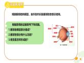 初中 生物 冀少版（2024）七年級下冊3.5.3.1 感覺的形成-視覺 課件