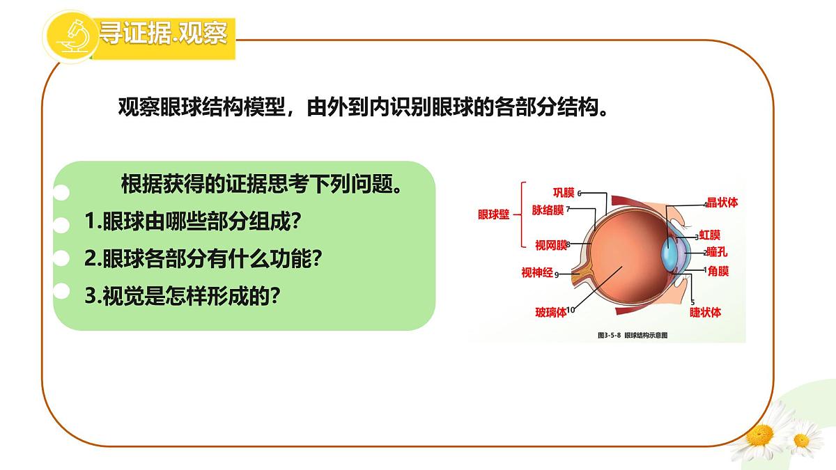 初中 生物 冀少版（2024）七年级下册3.5.3.1 感觉的形成-视觉 课件第4页