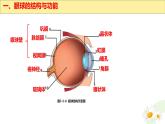 初中 生物 冀少版（2024）七年級下冊3.5.3.1 感覺的形成-視覺 課件