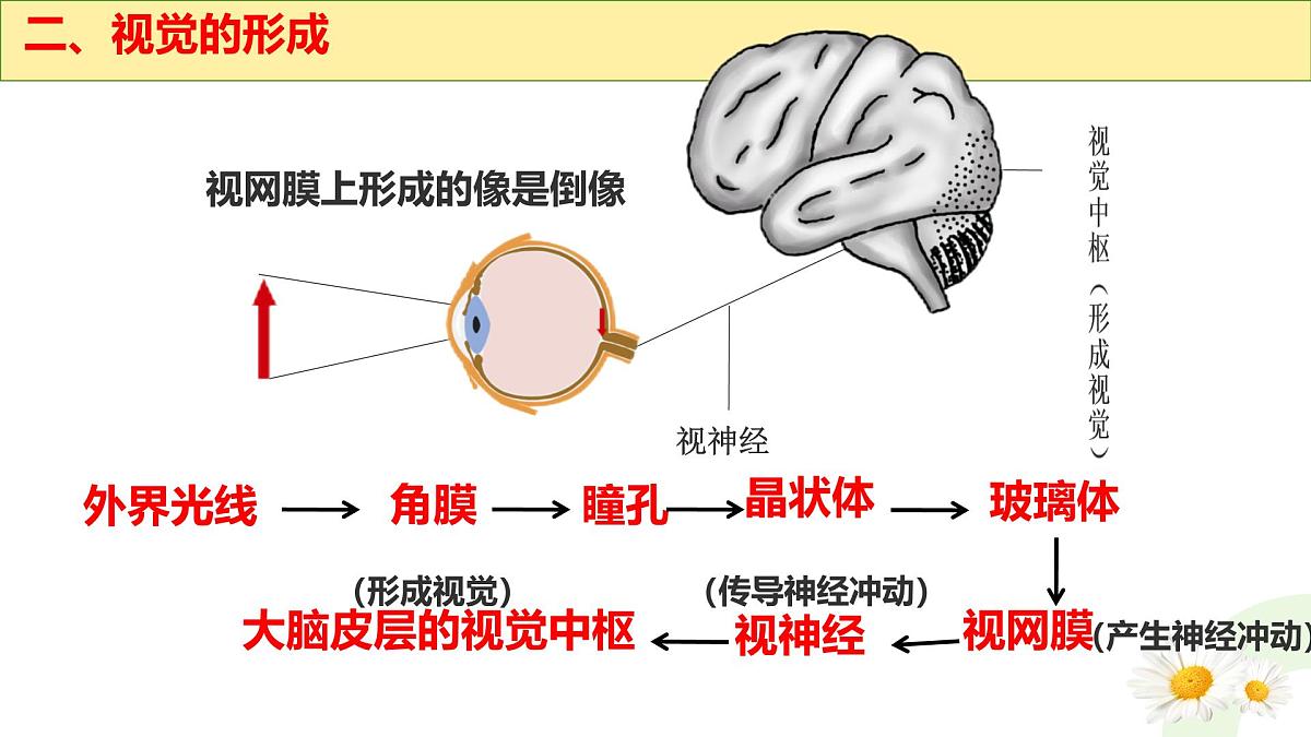 初中 生物 冀少版（2024）七年级下册3.5.3.1 感觉的形成-视觉 课件第8页