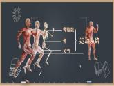 初中 生物 北師大版（2024）七年級下冊4.11.1 人體的骨骼第2課時 課件