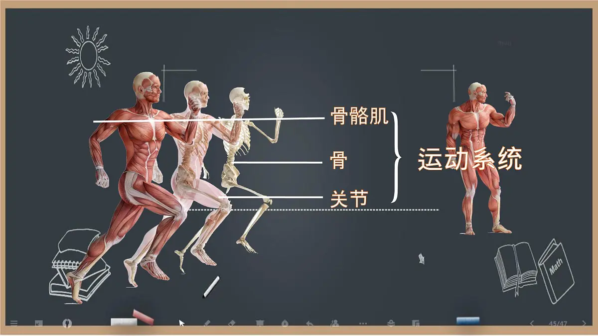 初中 生物 北师大版（2024）七年级下册4.11.1 人体的骨骼第2课时 课件第2页