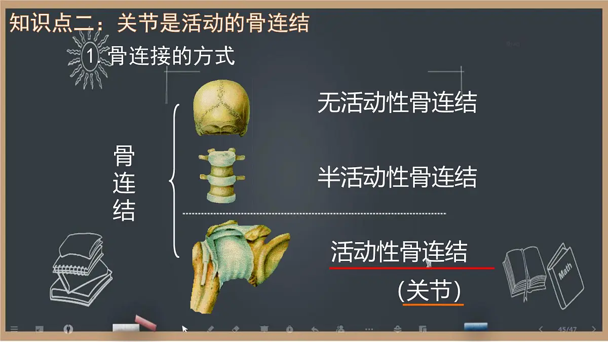 初中 生物 北师大版（2024）七年级下册4.11.1 人体的骨骼第2课时 课件第4页