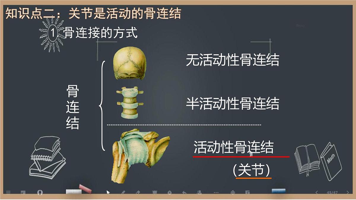 初中 生物 北师大版（2024）七年级下册4.11.1 人体的骨骼第2课时 课件第4页