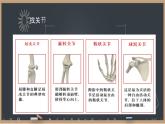 初中 生物 北師大版（2024）七年級下冊4.11.1 人體的骨骼第2課時 課件