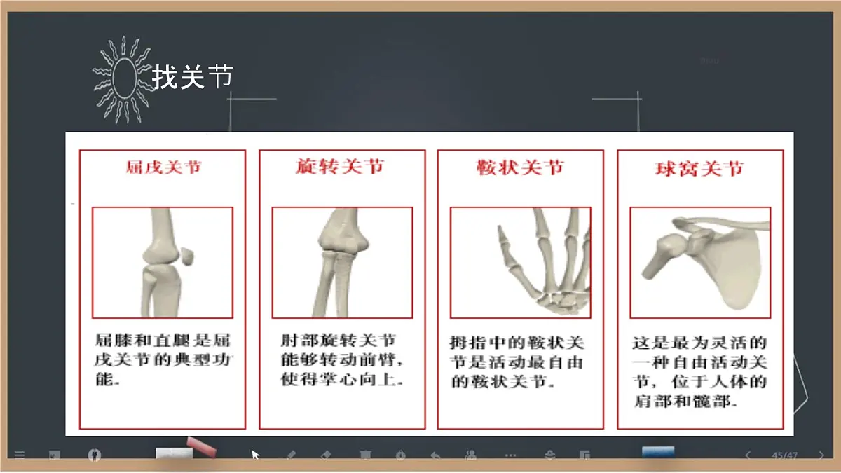 初中 生物 北师大版（2024）七年级下册4.11.1 人体的骨骼第2课时 课件第5页