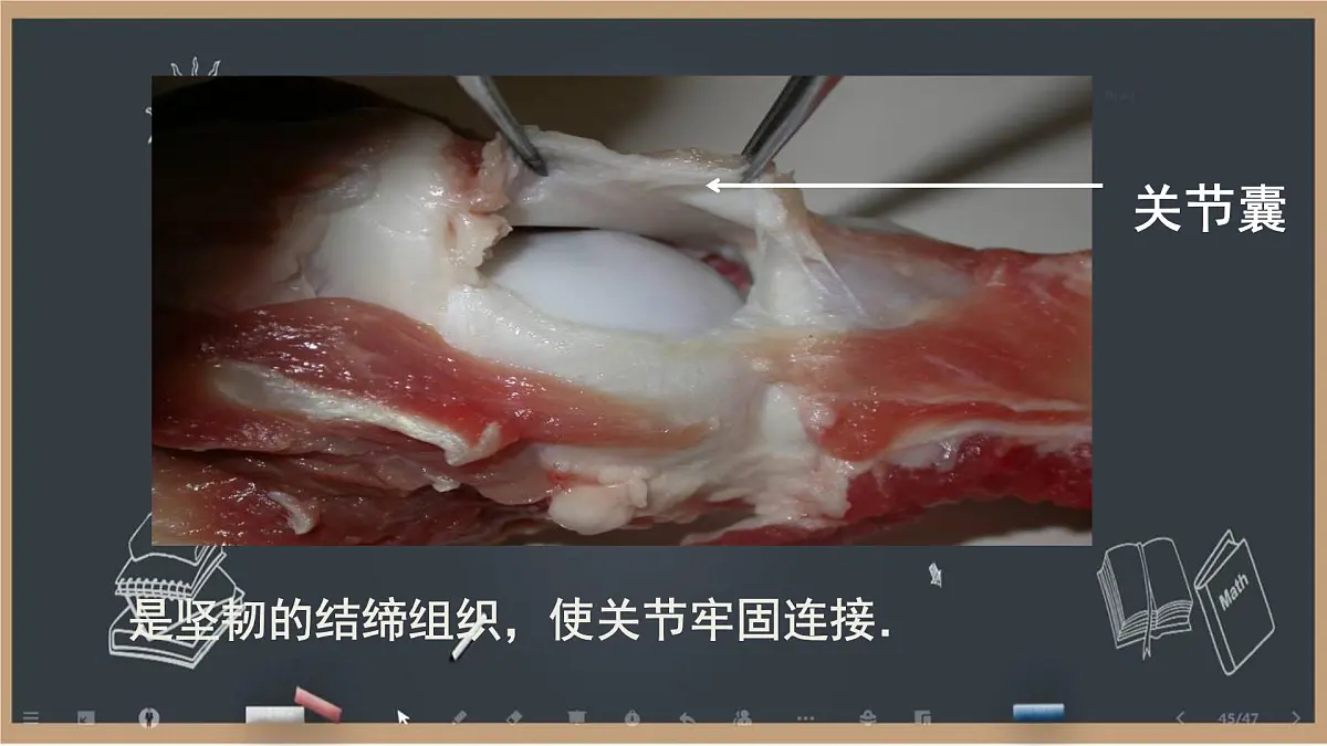 初中 生物 北师大版（2024）七年级下册4.11.1 人体的骨骼第2课时 课件第7页