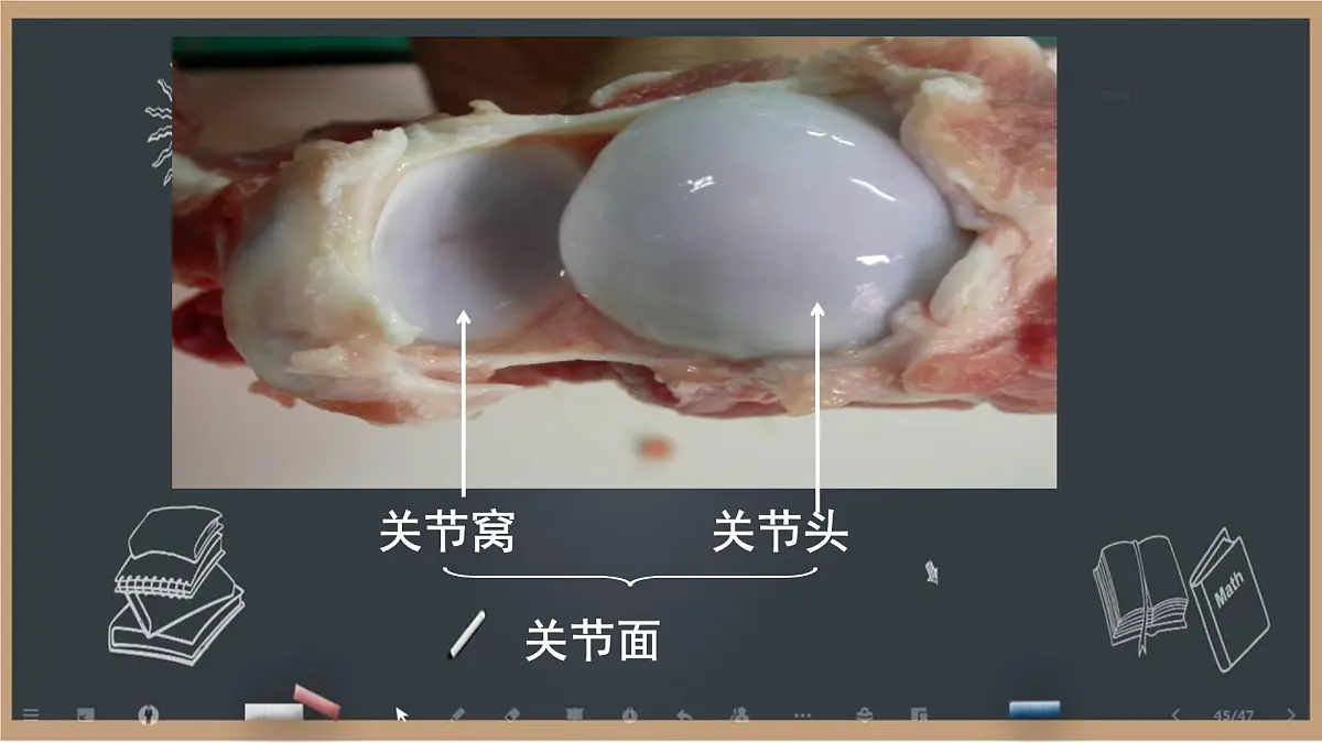 初中 生物 北师大版（2024）七年级下册4.11.1 人体的骨骼第2课时 课件第8页