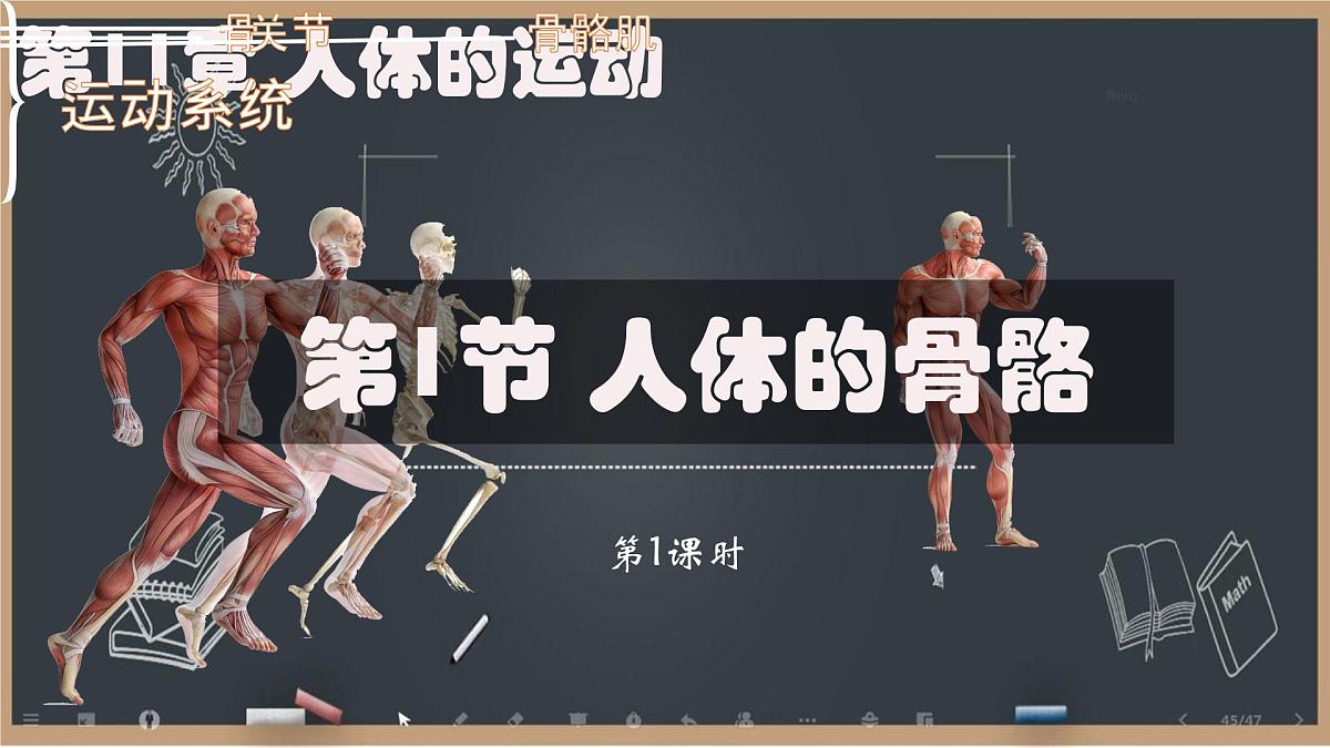 初中 生物 北师大版（2024）七年级下册4.11.1 人体的骨骼第1课时 课件第1页