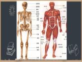 初中 生物 北師大版（2024）七年級下冊4.11.1 人體的骨骼第1課時 課件