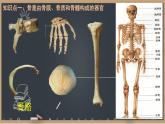 初中 生物 北師大版（2024）七年級下冊4.11.1 人體的骨骼第1課時 課件