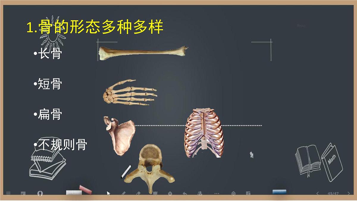 初中 生物 北师大版（2024）七年级下册4.11.1 人体的骨骼第1课时 课件第6页