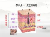 初中 生物 北師大版（2024）七年級下冊4.9.3 皮膚與汗液分泌 課件