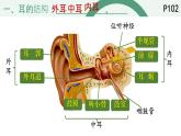 初中 生物 北師大版（2024）七年級下冊4.10.2.2 感受器和感覺器官-耳和聽覺的形成 課件