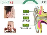 初中 生物 北師大版（2024）七年級下冊4.10.2.2 感受器和感覺器官-耳和聽覺的形成 課件