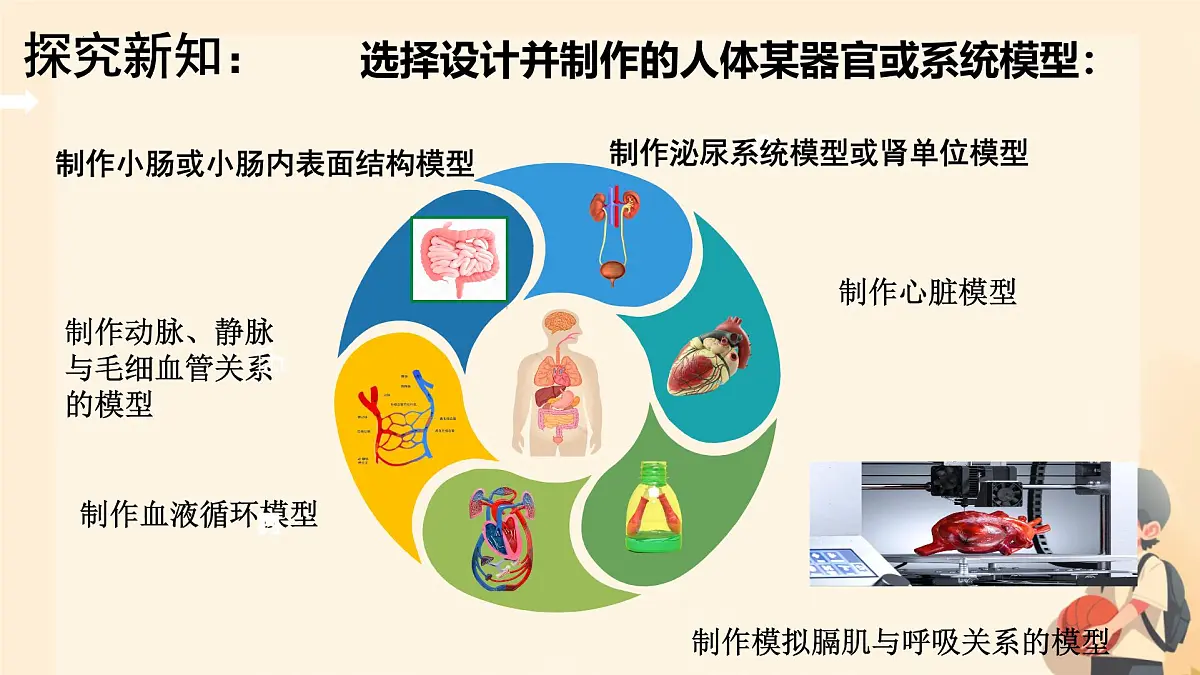 初中 生物 人教版（2024）七年级下册（2024） 第四单元 人体生理与健康（一）第五章综合实践项目 设计并制作人体结构模型 课件第4页