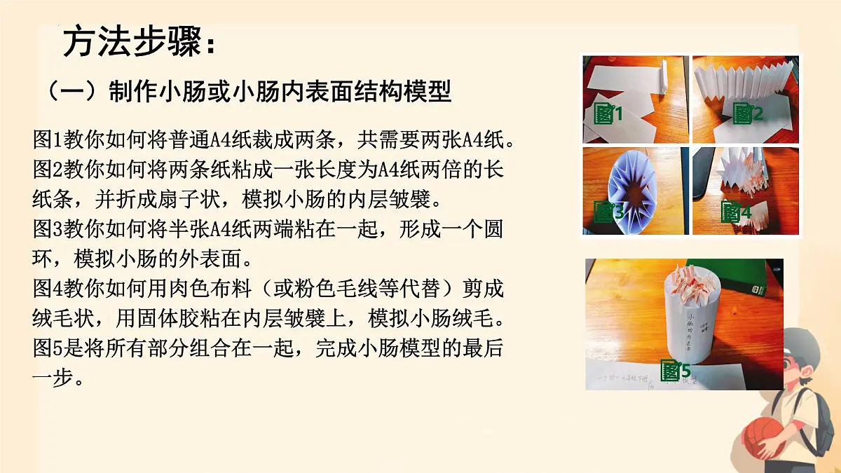 初中 生物 人教版（2024）七年级下册（2024） 第四单元 人体生理与健康（一）第五章综合实践项目 设计并制作人体结构模型 课件第6页