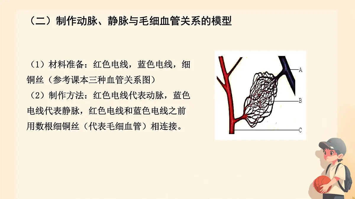 初中 生物 人教版（2024）七年级下册（2024） 第四单元 人体生理与健康（一）第五章综合实践项目 设计并制作人体结构模型 课件第7页