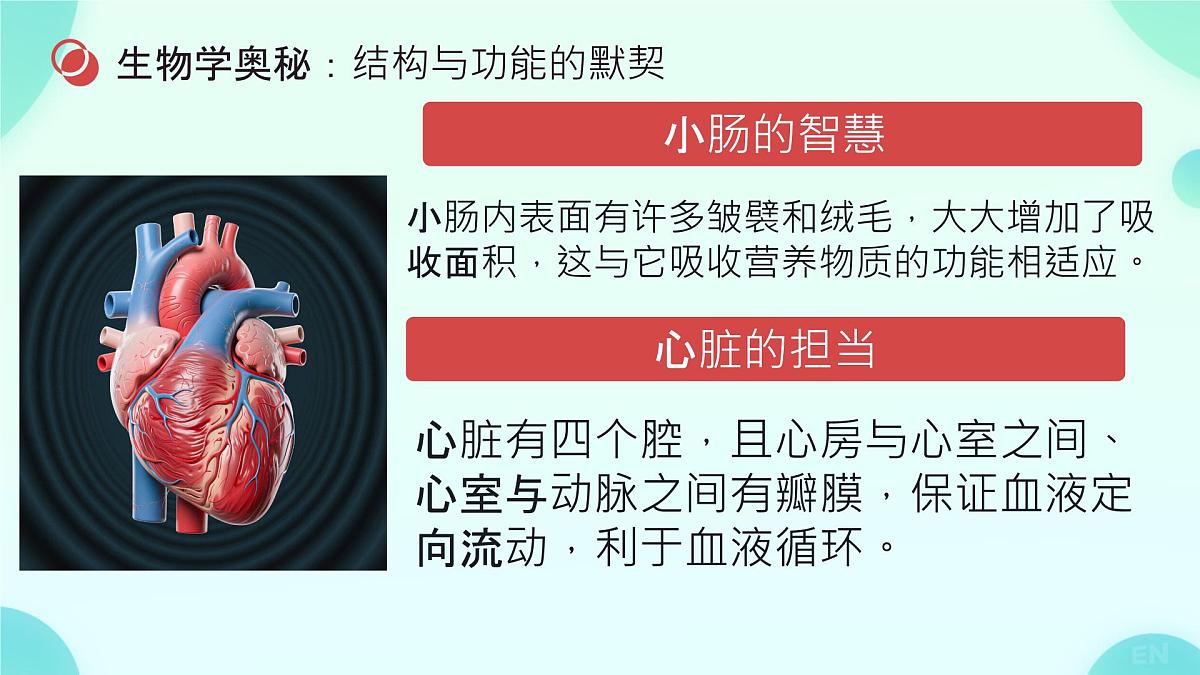初中 生物 人教版（2024）七年级下册（2024） 第四单元 人体生理与健康（一）第五章综合实践项目 设计并制作人体结构模型 课件第8页