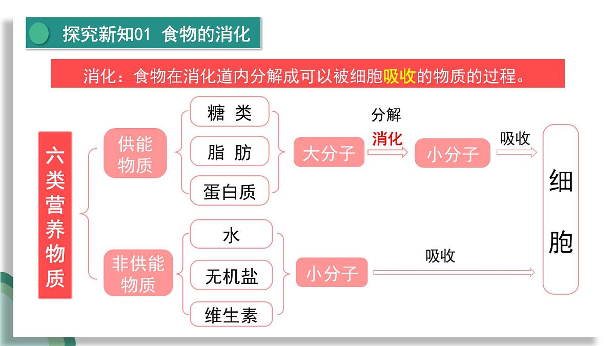 新人教版生物七下 4-2-2《消化和吸收》课件第6页