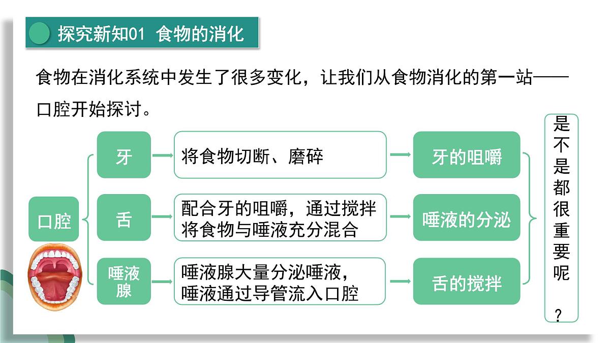 新人教版生物七下 4-2-2《消化和吸收》课件第7页