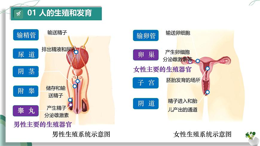 初中 生物 人教版（2024）七年级下册（2024）第四单元 人体生理与健康（一）单元复习课件第4页