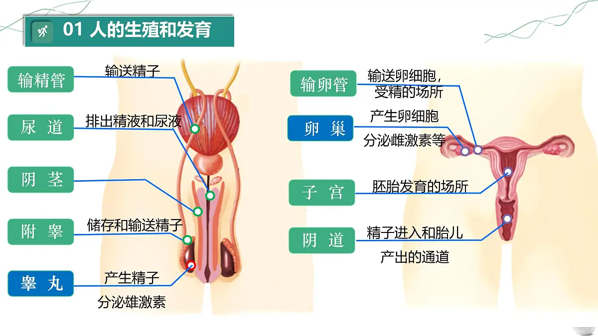 初中 生物 人教版（2024）七年级下册（2024）第四单元 人体生理与健康（一）单元复习课件第5页