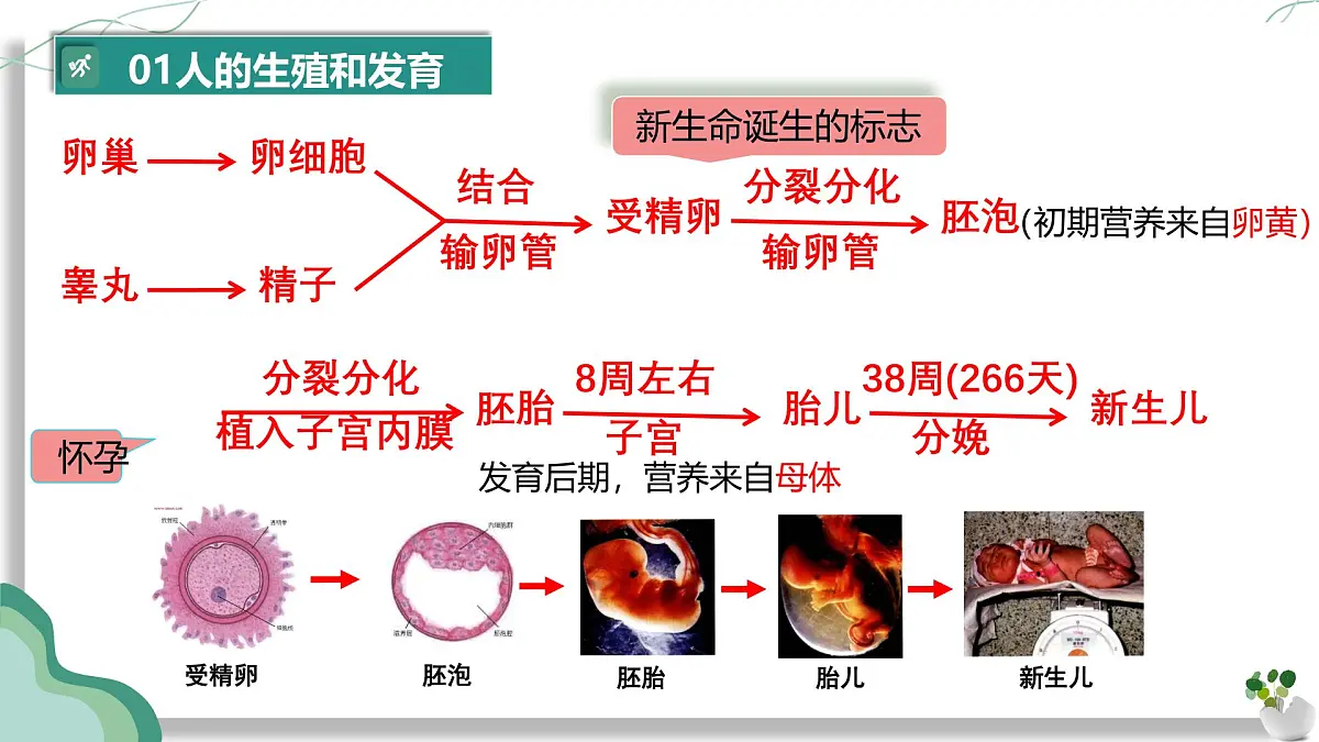 初中 生物 人教版（2024）七年级下册（2024）第四单元 人体生理与健康（一）单元复习课件第6页