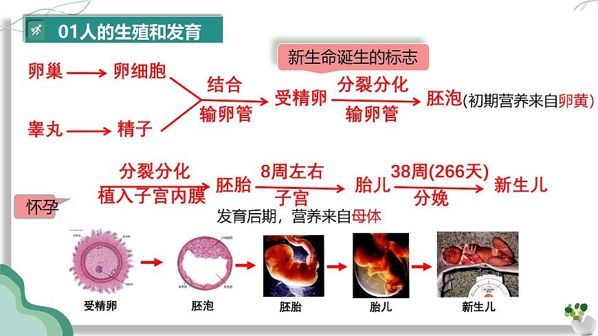 初中 生物 人教版（2024）七年级下册（2024）第四单元 人体生理与健康（一）单元复习课件第6页