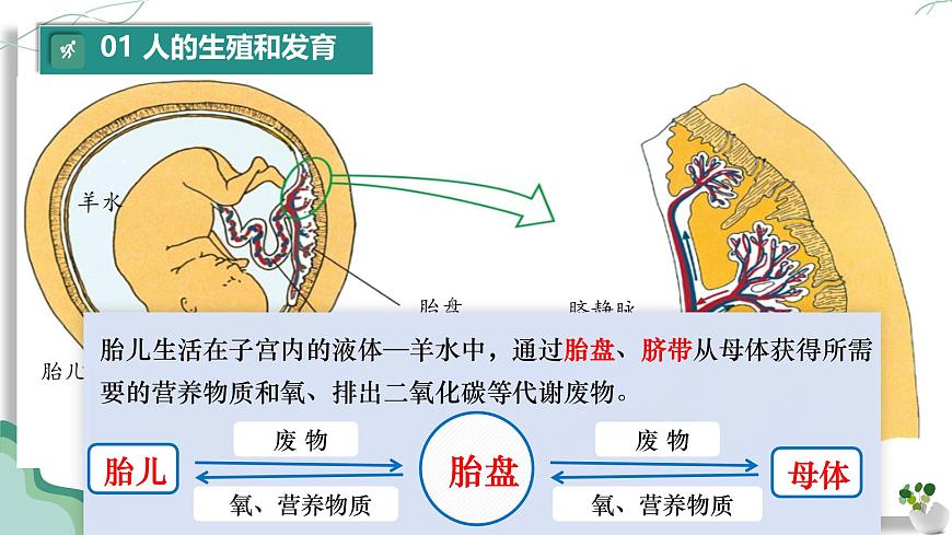 初中 生物 人教版（2024）七年级下册（2024）第四单元 人体生理与健康（一）单元复习课件第7页