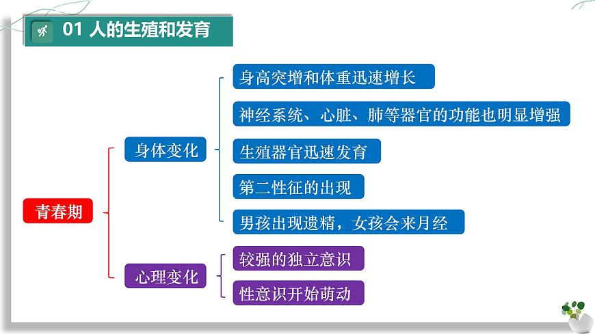 初中 生物 人教版（2024）七年级下册（2024）第四单元 人体生理与健康（一）单元复习课件第8页