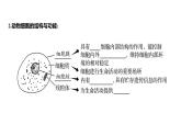 1.1.2動(dòng)物細(xì)胞的結(jié)構(gòu)與功能+課件－2024－2025學(xué)年蘇教版生物七年級(jí)上冊(cè)