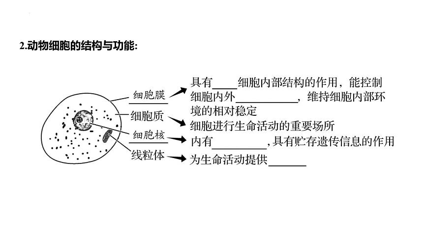 1.1.2动物细胞的结构与功能+课件－2024－2025学年苏教版生物七年级上册第3页