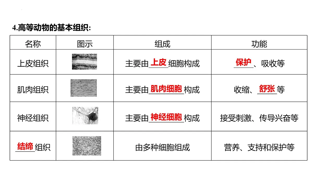 1.2.1细胞的分裂和分化+课件－2024－2025学年苏教版生物七年级上册第5页