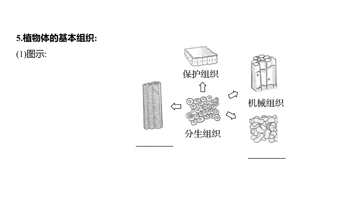 1.2.1细胞的分裂和分化+课件－2024－2025学年苏教版生物七年级上册第6页