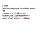 2.3.2種子植物+課件－2024－2025學年蘇教版生物七年級上冊
