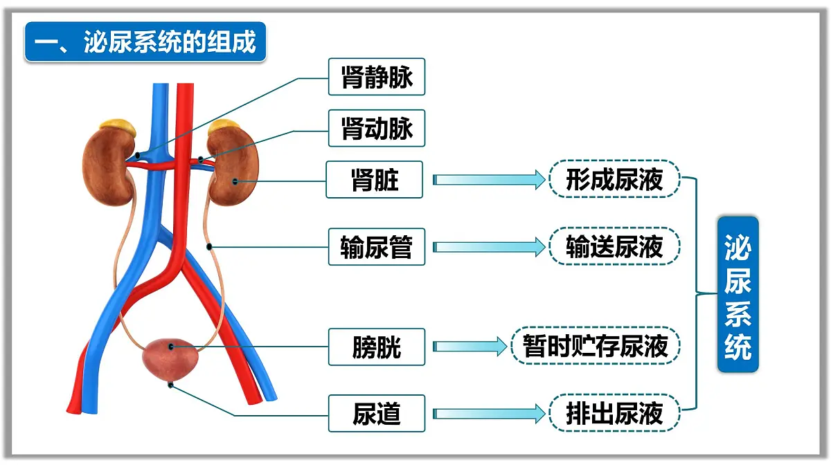 4.5人体内废物的排出课件-2024-2025学年人教版生物七年级下册第5页