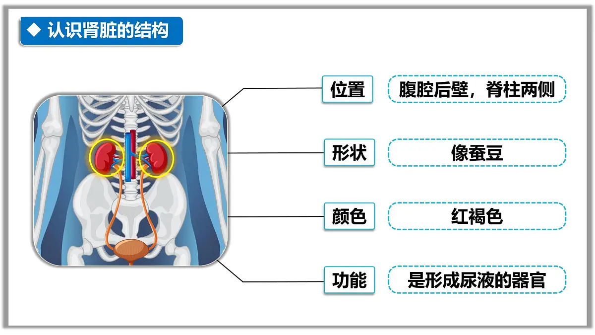 4.5人体内废物的排出课件-2024-2025学年人教版生物七年级下册第6页