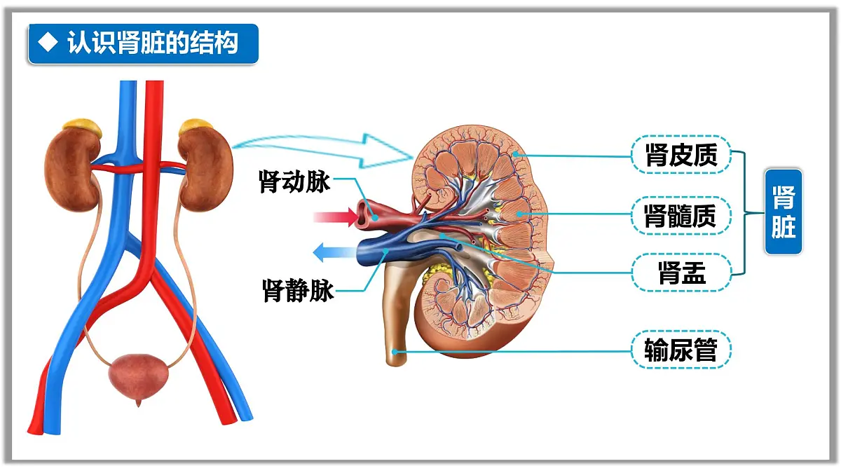 4.5人体内废物的排出课件-2024-2025学年人教版生物七年级下册第7页