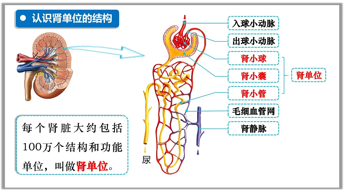 4.5人体内废物的排出课件-2024-2025学年人教版生物七年级下册第8页